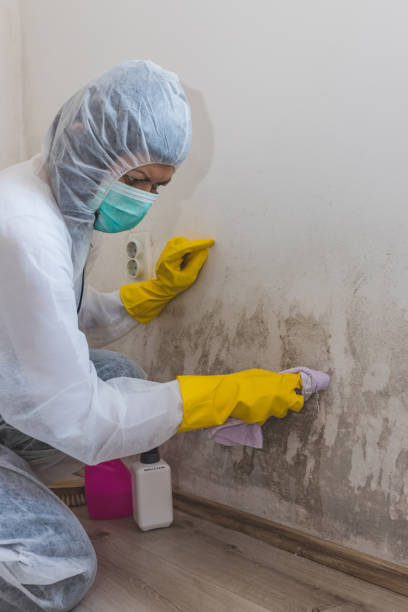 Clarendon, TX Mold Removal Company